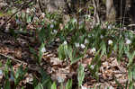 White troutlily <BR>White fawnlily